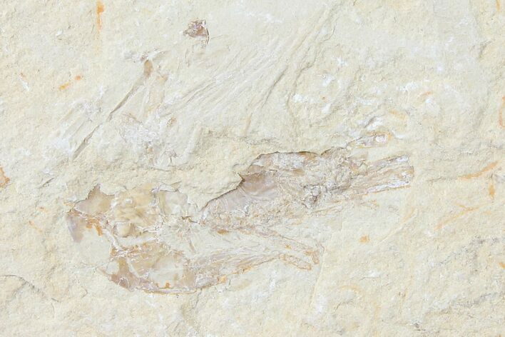 Cretaceous Fossil Shrimp - Lebanon #123875